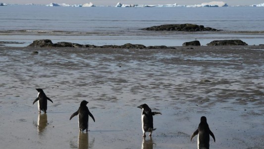Detectaron por primera vez el virus de la gripe aviar en la costa de la Antártida