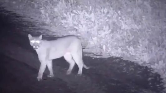 Alerta por un puma suelto en la localidad bonaerense de Canning