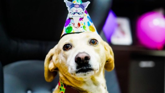 Intendente festejó en su despacho el cumpleaños de su perra y casi le come la torta - #FlashChat