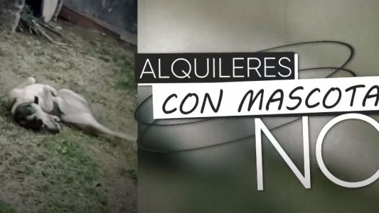 Alquilar con mascotas: la otra odisea que atraviesan las personas que buscan un techo