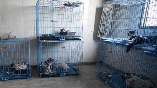 Perdió a su gato y, tras buscarlo durante tiempo, llegó al terrible descubrimiento: "Se lo comieron"