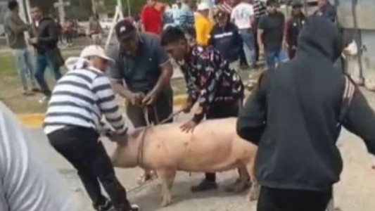 Jesús María: rodearon un camión que volcó y robaron los cerdos