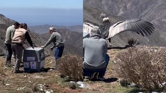 Liberaron un cóndor andino rescatado en Mendoza: tiene 30 años y su especie está en peligro de extinción