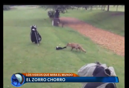 El zorro ladrón y los videos que mira el mundo