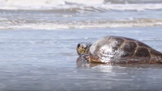 Liberaron a una "tortuga cabezona" que quedó atrapada en una red de pesca
