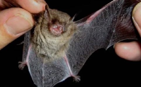 Operativo sanitario en La Pampa tras hallar un murciélago con rabia