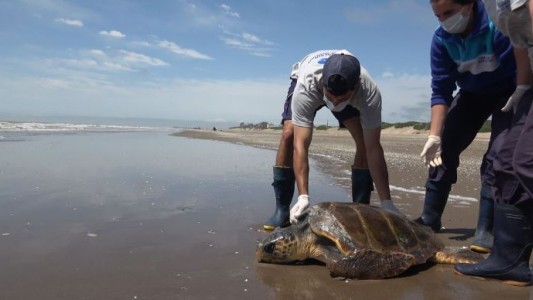 Video: Regresan al mar a una tortuga cabezona de 40 kilos que fue rescatada por pescadores artesanales
