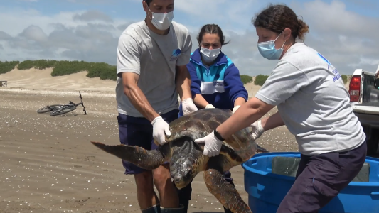 Regreso al mar: una tortuga cabezona fue rehabilitada y devuelta a su habitad en San Clemente