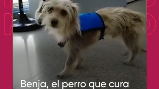 La conmovedora historia de Benja, "el perro que cura" en el Hospital El Cruce