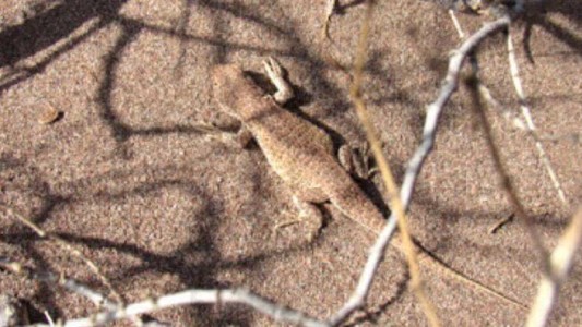 La lagartija, el obstáculo insólito para las inversiones en Vaca Muerta