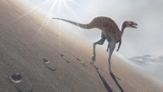 A partir de huellas, identificaron una nueva especie de dinosaurio