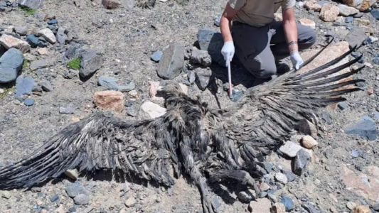 Hallaron muerto a un cóndor con 11 disparos de perdigones