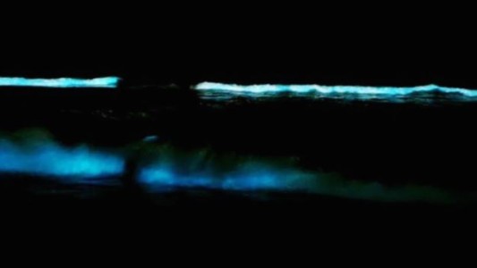 Los "bichitos de luz" marinos que sorprendieron a los vecinos de Pinamar y Villa Gesell