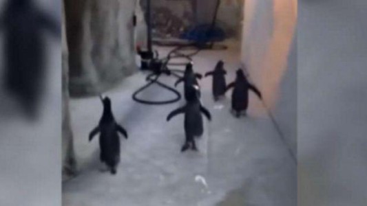 Video: los pingüinos que quieren escapar del zoo