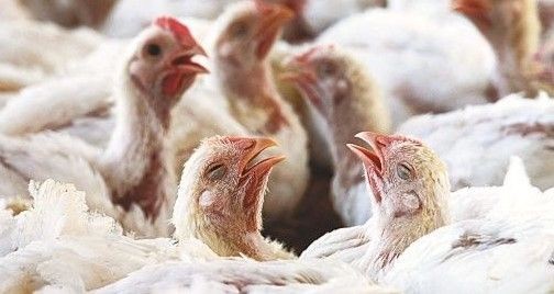 Murieron o fueron sacrificadas 12,5 millones de aves en la región por gripe aviar, según la FAO