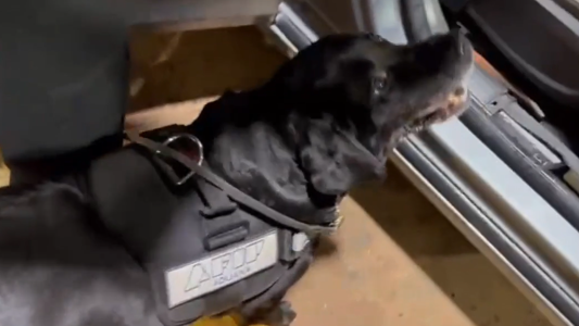 La Aduana "jubiló" a Filli, una perra labradora antinarcóticos de 10 años