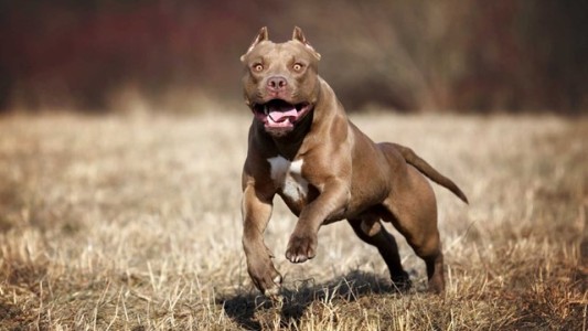 Caminaba con sus hijos por la vereda, apareció un pitbull y atacó a los menores