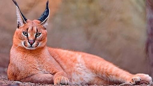 La historia de la nena de 7 años que salvó a este gatito de morir en un basurero