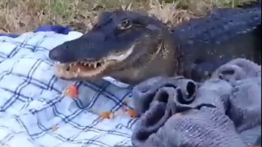 #EsViral Un cocodrilo de La Florida interrumpe un día de campo