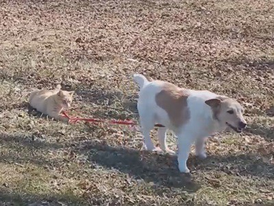 #EsViral "Prohibido llevar a su perro sin correa"