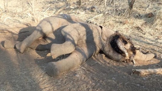 Al menos 100 elefantes murieron por sequía en el mayor parque nacional de Zimbabue