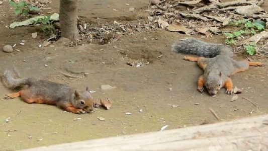 Más de 30 ardillas murieron en un zoológico de Japón e investigan un supuesto envenenamiento