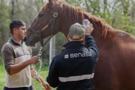 Senasa confirmó más casos de encefalomielitis equina