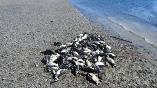 Más de 130 pingüinos aparecieron muertos en las costas de Santa Cruz