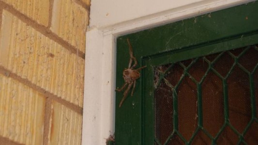 La Policía acudió por una denuncia de violencia de género pero la víctima era una araña