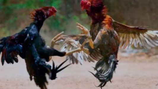 Rescataron 30 gallos mientras eran preparados para riñas en una localidad de Entre Ríos