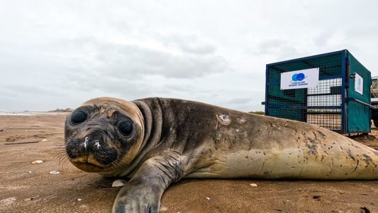 Regresan al mar un elefante marino que tuvo que ser rescatado del hostigamiento de turistas y mascotas