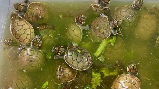Incautan en Perú 4.000 tortugas de la Amazonia que iban a ser traficadas de forma ilegal