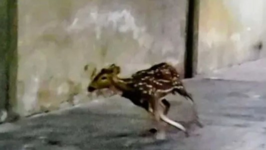 Rescataron tres ciervos en Rosario: ya son 17 en lo que va de diciembre