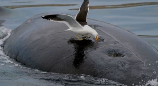 El acoso de gaviotas afecta la supervivencia de las crías de ballena en Península Valdés