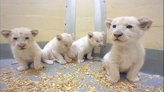 Los adorables leones blancos que derriten corazones en YouTube