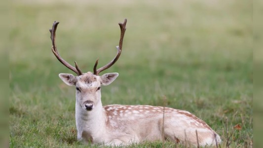 La enfermedad del ciervo zombie: ¿qué es?