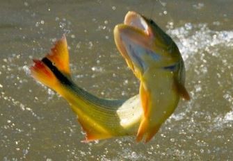 "Extraordinaria" concentración de peces obliga a prohibir la pesca en la costanera de Corrientes