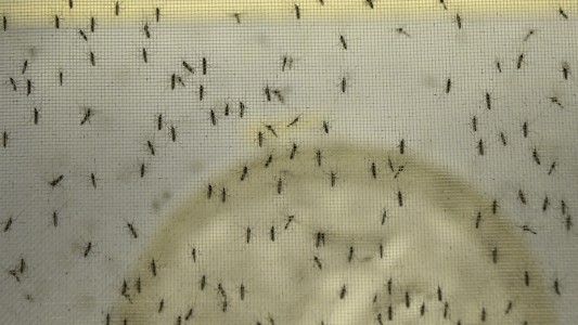 La invasión de mosquitos en el AMBA es de la especie vectora de la encefalitis equina