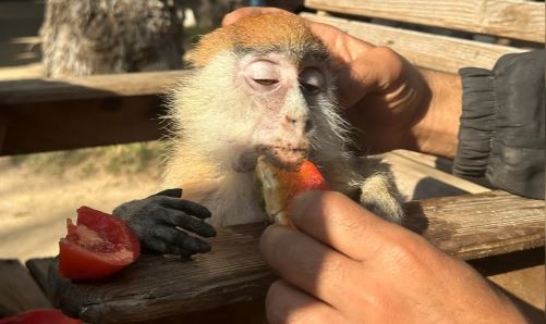 El hambre golpea por igual a animales y personas en el zoológico de Gaza