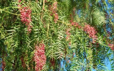 El árbol nativo que se ofrece como alternativa para espantar a los mosquitos