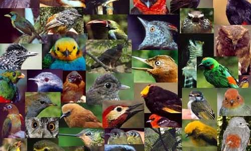 Perú es el país con mayor cantidad de especies de aves en todo el mundo