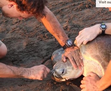 La agonía de una tortuga a la que un tenedor de plástico impedía respirar