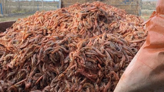 Chubut denunció a trabajadores portuarios por "ecocidio": debieron descartar 340.000 kilos de langostinos y otras especies