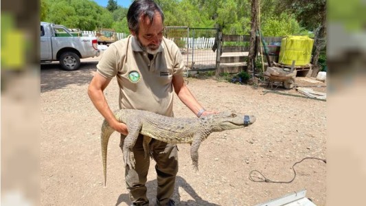 Rescataron un yacaré en Río Ceballos