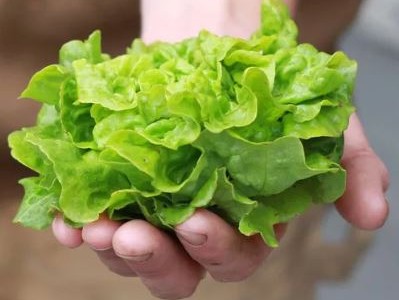 Encuentran ibuprofeno en cultivos de lechuga baby