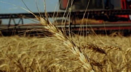 Argentina podrá exportar trigo a China por primera vez