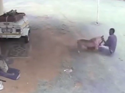 #EsViral el perro guardián que atrapa al ladrón