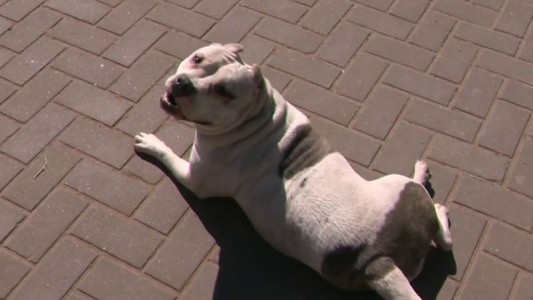 Las mascotas y el calor: ¿Qué hacer para cuidarlos de las altas temperaturas?