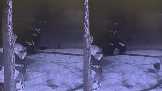 Una pandilla de perros puso en marcha un auto: masticaron los cables y provocaron un fuerte choque