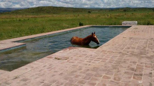 El chapuzón de un caballo que no soportó el calor en Córdoba